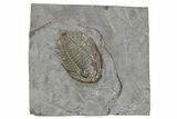 Rare, Decoroproetus Trilobite From Rochester Shale - New York #186064-1